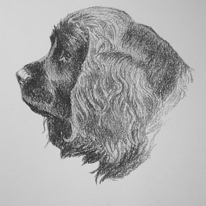 1935 Sussex SPANIEL DOG Vintage original C Francis Wardle bookplate dog print  Unique rare gift