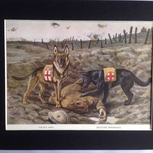 ALSATIAN BELGIAN SHEPHERD Dog Louis Agassiz Fuertes Vintage Mounted 1919 plate print Unique Thank you, Congratulations, Birthday gift