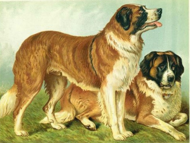 Rough Coated ST BERNARDS Dogs ANTIQUE Chromolithograph Dog Etsy