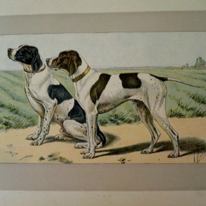 Op de afbeelding: Een vintage illustratie met twee Engelse Pointer-honden, een zittend en een staand. De honden zijn wit met zwarte en bruine markeringen. De illustratie is tegen een achtergrond van groen gras en een lichtblauwe lucht.