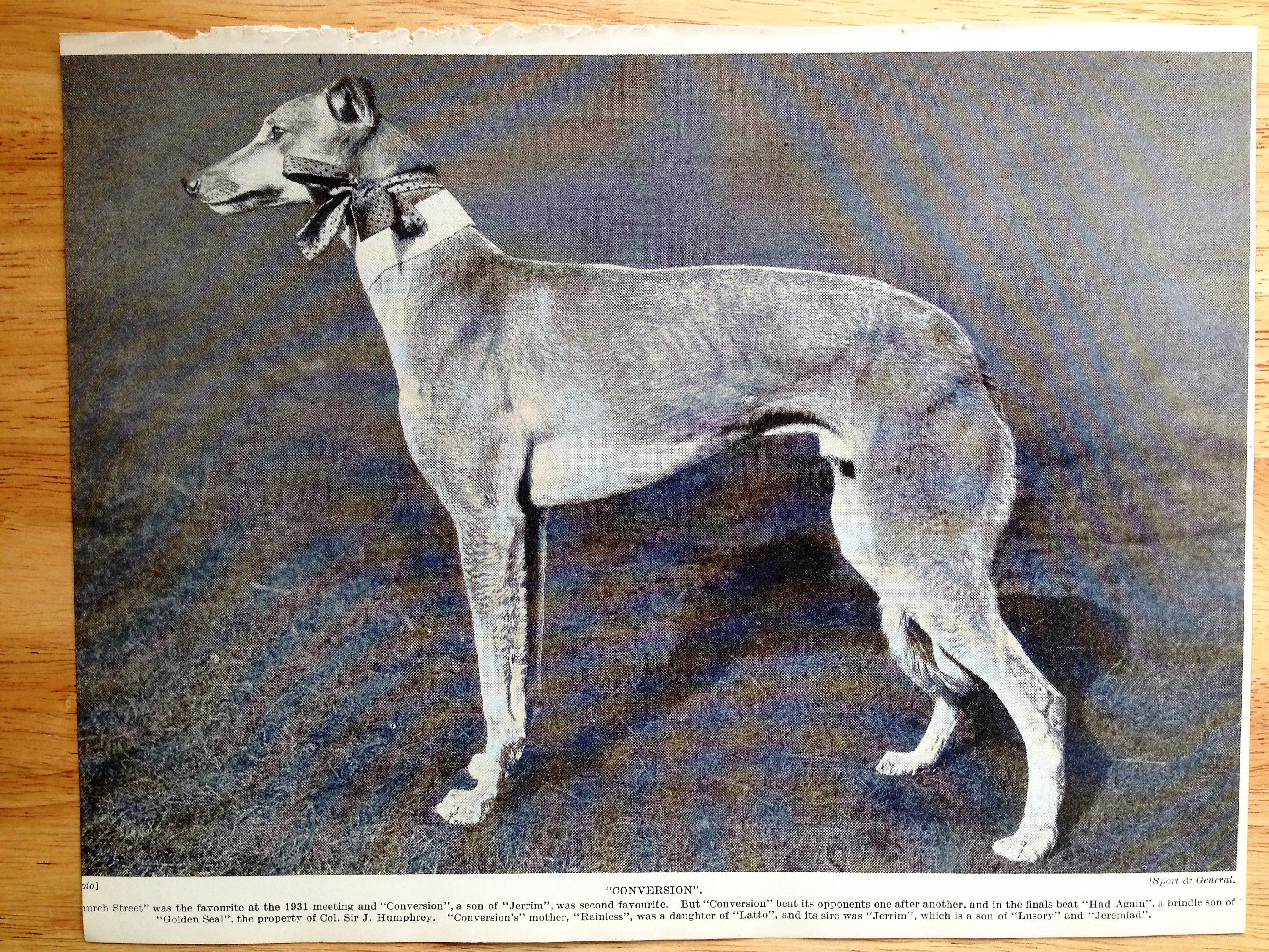 GREYHOUND Dog PRINT Winner Print Conversion Vintage 1935 Bookplate