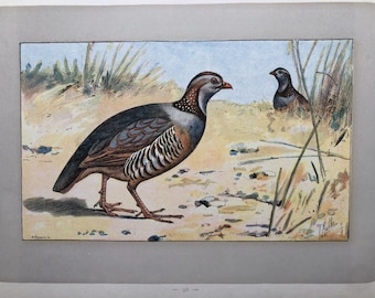 ANTIQUE 1907 Partridge bird Perdrix Gambra Barbary signed print Chromolithograph Mahler German artist Collectors  Christmas Birthday gift