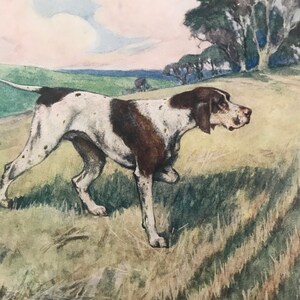 May include: A brown and white spotted dog with a long tail is walking through a field of green grass. The dog is looking to the right of the image. There are trees in the background.