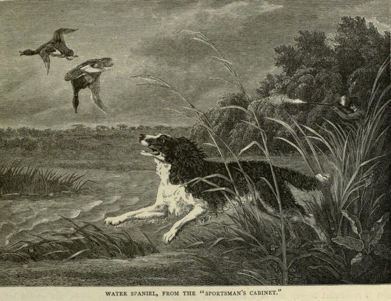 Water SPANIEL Dog Antique Dog Illustration Print 1881 Vero Shaw