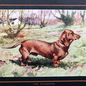May include: A brown dachshund dog stands in a grassy field with a white house in the background. The dog is looking to the right of the image. The dog is painted in a watercolor style.