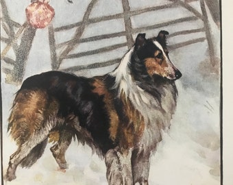 1906 COLLIE sheepdog  dog Vintage signed Vernon Stokes original dog bookplate print Unique birthday Christmas Thanksgiving gift