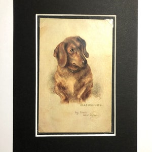 Dachshund postal vintage Raphael Tuck & Sons Bocetos de perritos Maud West Watson Navidad Cumpleaños amante de los perros regalo Oilette
