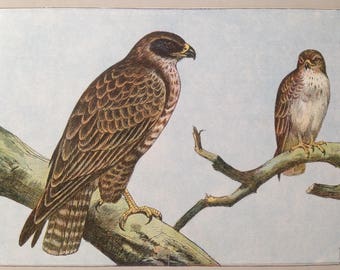 1844 Buzzard Bird - Extremely Rare, Hand-colored From 