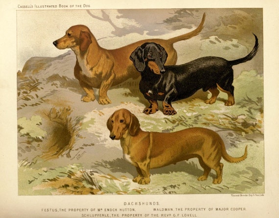 ENGLISH TERRIER Dogs ANTIQUE Chromolithograph Dog Print 1881 Vero Shaw Cassells and Company Christmas Thanksgiving illustration plate gift