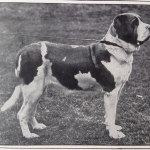 SAINT BERNARD Antique Dog lithograph print Champion show 1907 Robert Leighton Cassells Co London Christmas Thanksgiving Birthday gift