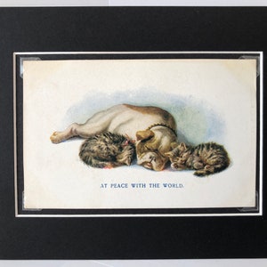 Cartolina Vintage Dog C W Faulkner Cats Kitten and dog At Peace with the world London serie 1640 immagine montata regalo Natale Compleanno