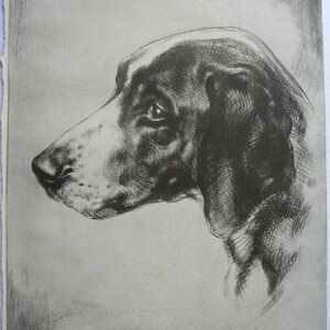 May include: A black and white drawing of a dog's head, the dog is looking to the left. The drawing is signed "A. Painter" in the bottom left corner and "A. Thiele" in the bottom right corner.