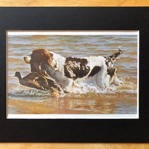 ENGLISH SPRINGER SPANIEL Vintage Mounted 1958 Volkmar Wentzel Springer spaniel puppy dog plate print Unique Christmas Birthday gift