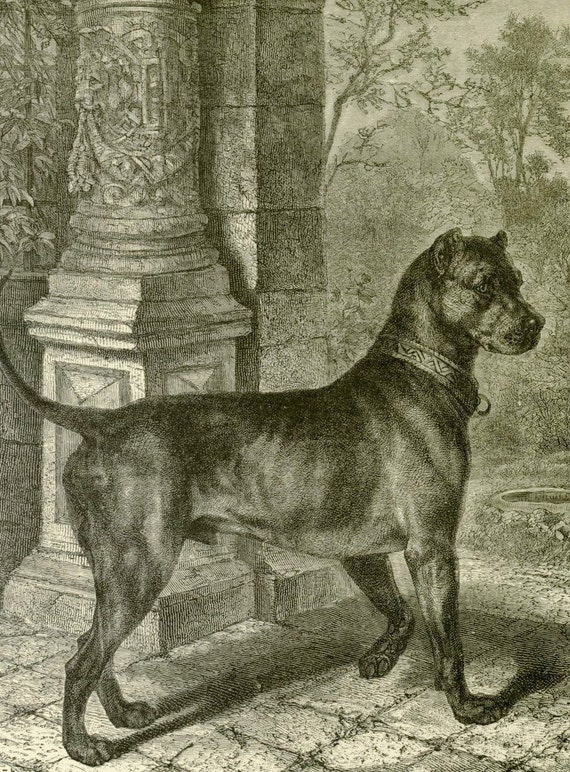 GERMAN MASTIFF Dog ANTIQUE Dog Print lithograph c1881 by Vero Shaw Cassells  and Company Unique gift Christmas Thanksgiving Birthday present