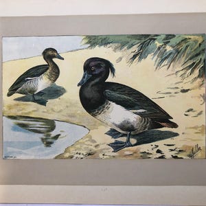 Op de afbeelding: Waterverfschilderij van twee eenden bij een kleine waterplas. De eenden hebben zwart-witte veren, met één eend met een opvallende kuif. De achtergrond toont zand, vegetatie en een weerspiegeling in het water.