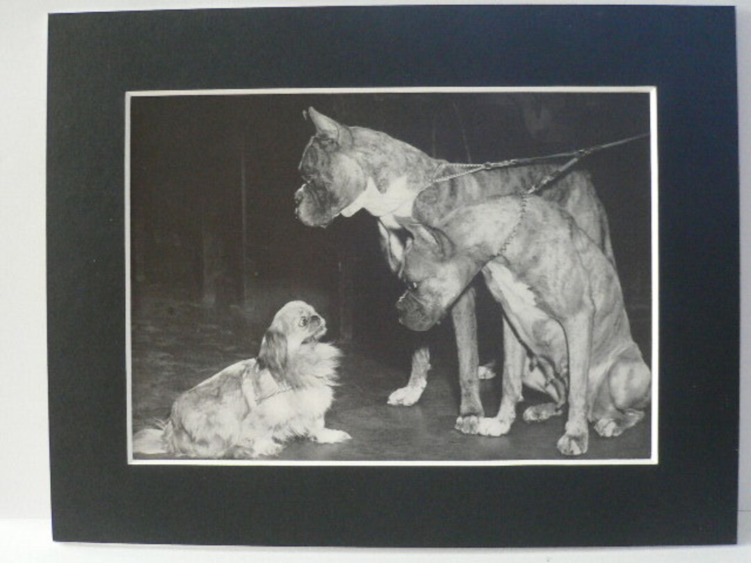 ペキニーズ書籍4冊セット 本 洋書 写真 pekingese PEKINGESE ペキニーズ書籍4冊セット 本 洋書 写真 pekingese PEKINGESE