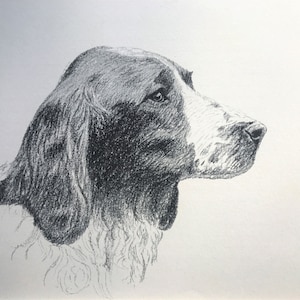 1935 Welsh springer SPANIEL DOG Vintage original C Francis Wardle bookplate dog print Unique rare Christmas Thanksgiving birthday gift