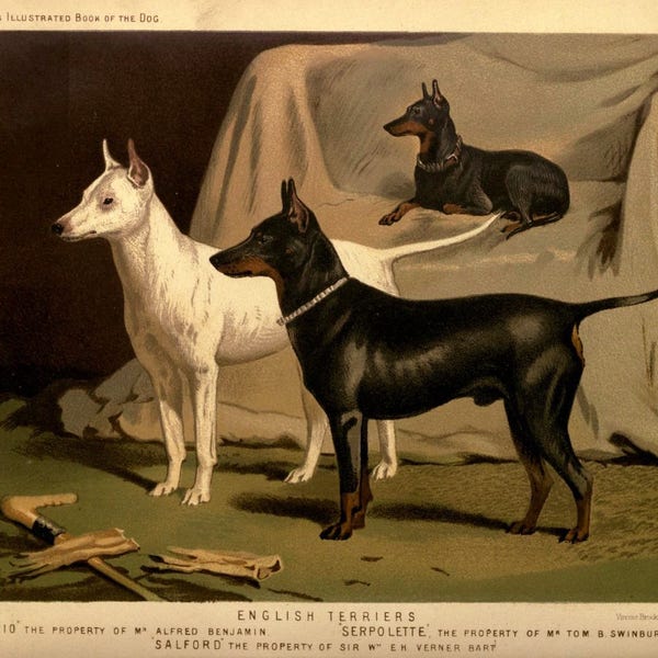 ENGLISH TERRIER Dogs ANTIQUE Chromolithograph Dog Print 1881 Vero Shaw Cassells and Company Noël Thanksgiving illustration plaque cadeau