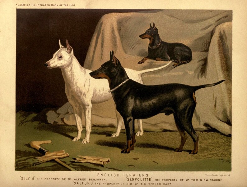 ENGLISH TERRIER Dogs ANTIQUE Chromolithograph Dog Print 1881 Vero Shaw Cassells and Company Christmas Thanksgiving illustration plate gift