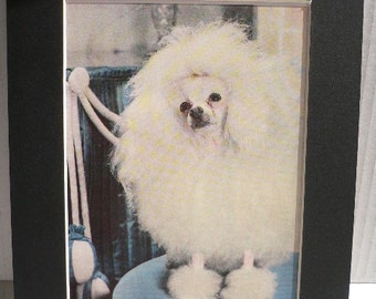 TOY POODLE DOG Vintage Mounted 1958 Walter A Weber dog plate print Unique Christmas Birthday Thanksgiving unique dog lover gift