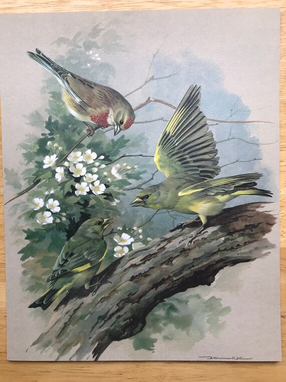 絵画 bird LINNET and GREEN FINCH Vintage 1960 Basil Ede Authentic Signed