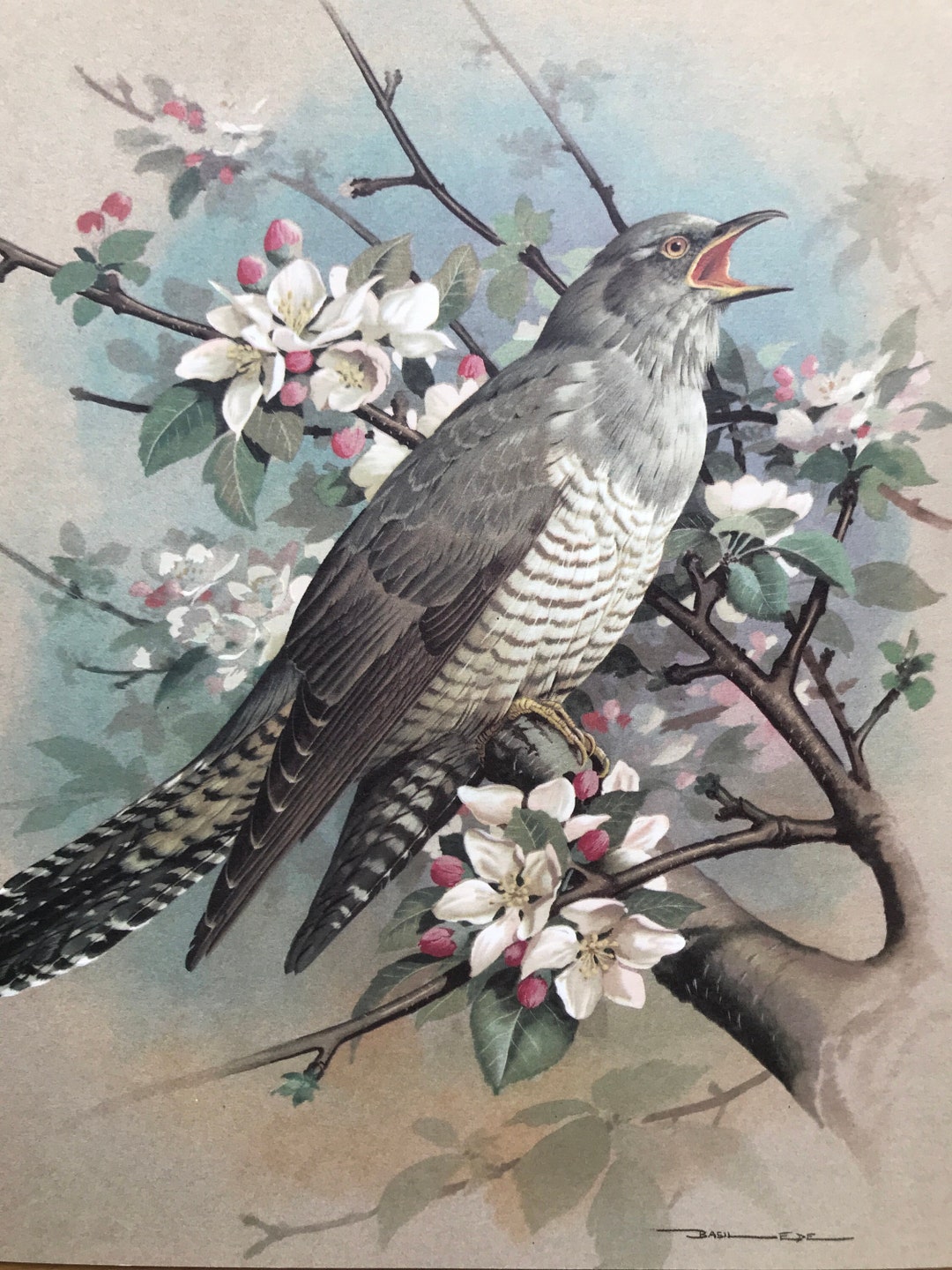 Wild Birds of America 洋書 Basil Ede 画集 鳥 Wild Birds of America 洋書 Basil Ede 画集 鳥 Wild Birds of