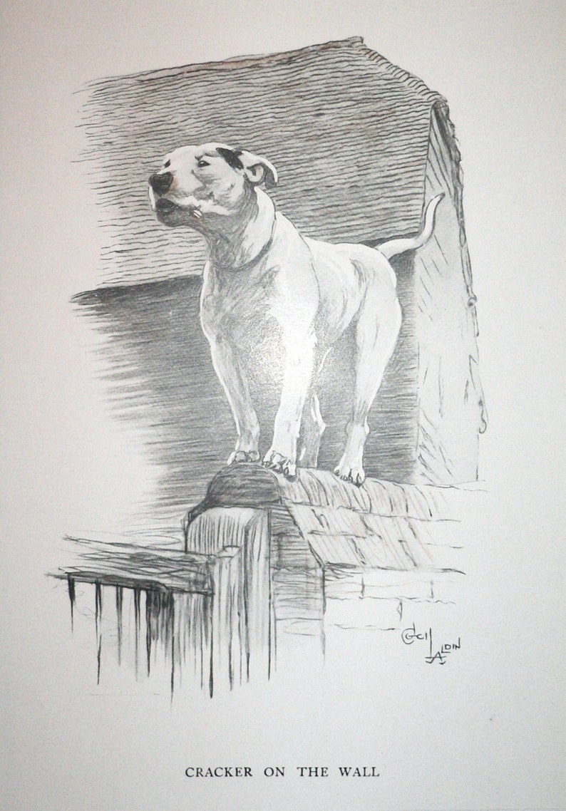 May include: A black and white pencil drawing of a white bull terrier standing on a wall. The dog is looking to the left and has its mouth slightly open. The drawing is signed "Cecil Aldin" in the bottom right corner and titled "Cracker on the Wall" in the bottom center.