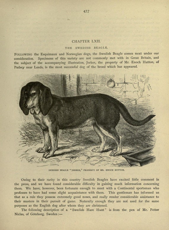 SWEDISH BEAGLE HOUND Dog Antique Dog Print Page Plate 1881 Vero