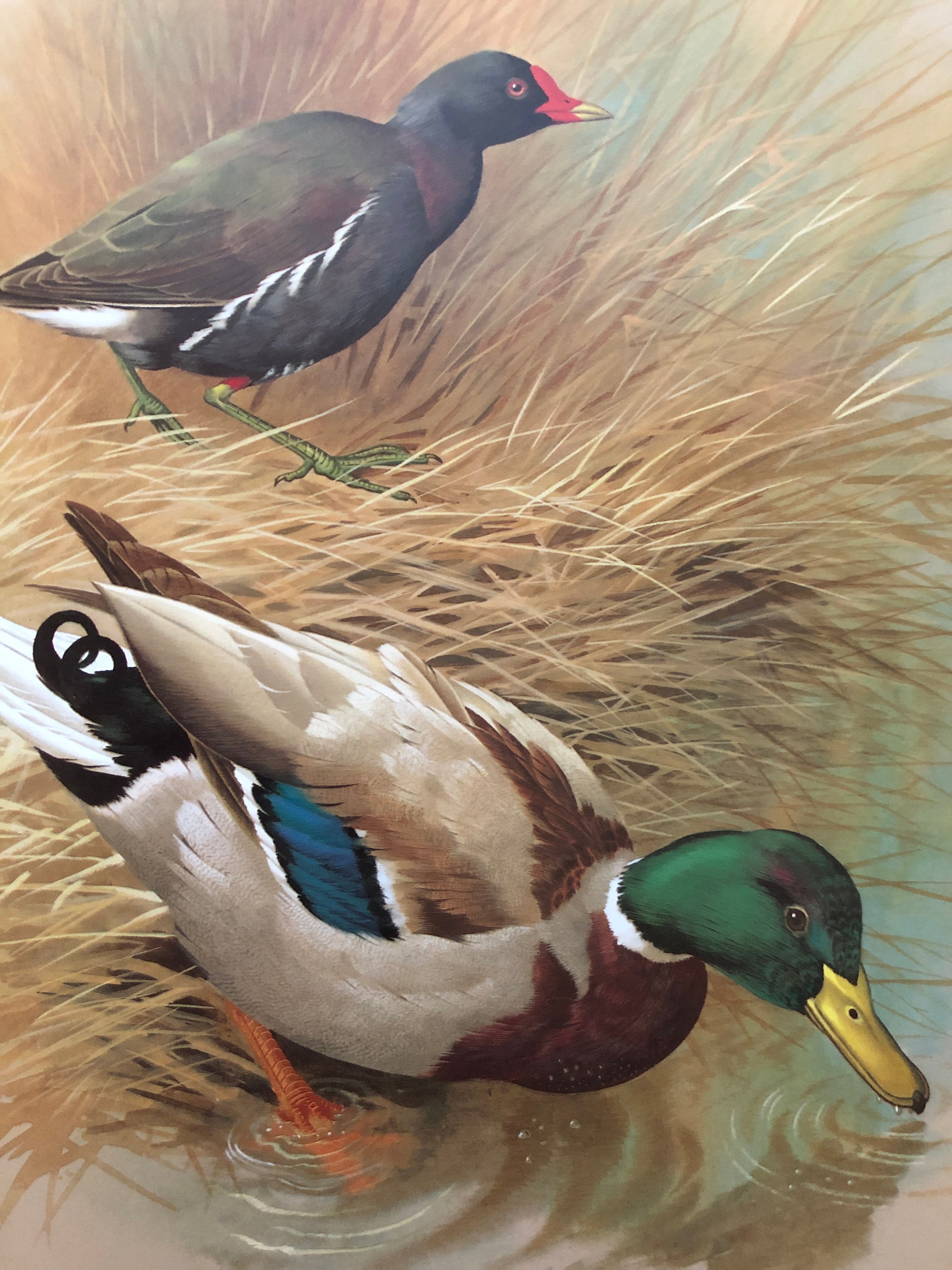 MALLARD DUCK MOORHEN Vintage 1960 Basil Ede Authentic Colourful