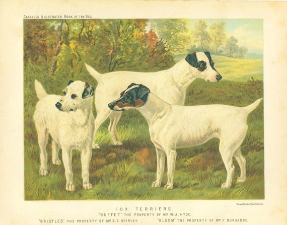 ENGLISH TERRIER Dogs ANTIQUE Chromolithograph Dog Print 1881 Vero Shaw Cassells and Company Christmas Thanksgiving illustration plate gift