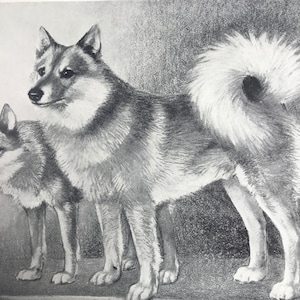 Może przedstawiać: Szczegółowy rysunek ołówkiem dwóch psów, prawdopodobnie rasy Elkhund, stojących obok siebie. Psy mają gęste futro, spiczaste uszy i zakręcone ogony. Grafika jest czarno-biała, z cieniowaniem dla uzyskania głębi.