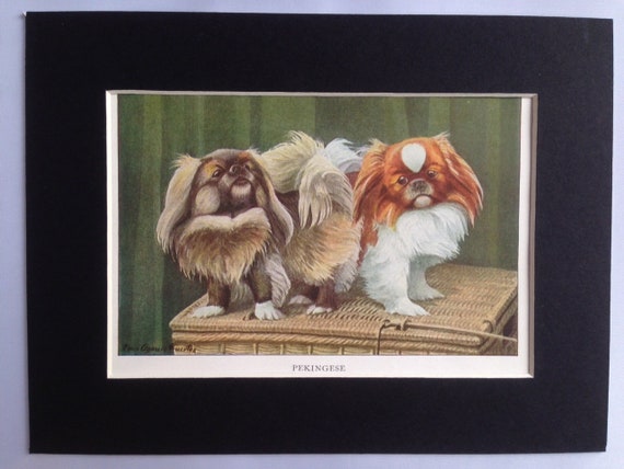 PEKINGESE AND CATS LOVELY LITTLE DOG PRINT MOUNTED READY TO FRAME