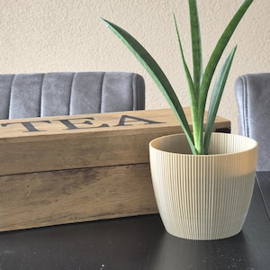 Op de afbeelding: Een sansevieria met lange, puntige, groen gevlekte bladeren in een crèmekleurige, geribbelde, cilindrische plantenpot. Naast de plant staat een rechthoekige houten kist met het woord TEA in zwarte hoofdletters op de zijkant gedrukt.