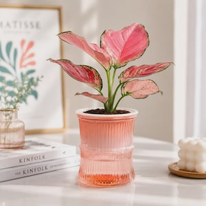 May include: A vibrant Aglaonema plant with variegated pink and green leaves potted in a cylindrical, ribbed, translucent pink glass self-watering planter. The plant features broad, pointed foliage with prominent pink veins and light green edges.