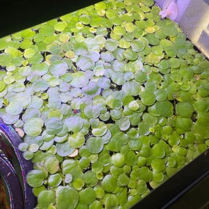 Amazon Frogbit