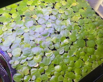Amazon Frogbit