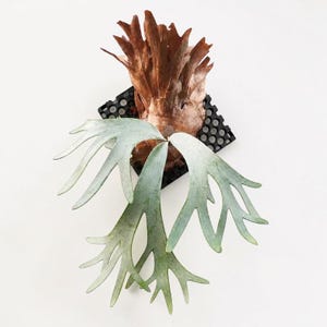 Op de afbeelding: Een hertshoornvaren gemonteerd op een zwart kunststof rooster. De plant heeft grote, lichtgroene, gewei-vormige bladeren die naar buiten en boven uitsteken, met een bruin, getextureerd basisschild bevestigd in het midden van de vierkante houder.