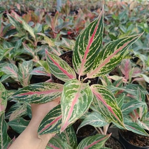 Aglaonema Butterfly - Etsy