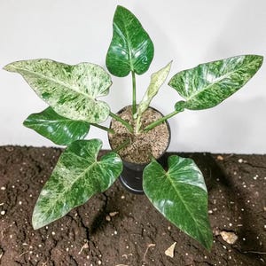 Puede incluir: Una planta Philodendron Ring of Fire con hojas alargadas y dentadas que presentan un patrón variegado de salpicaduras en verde oscuro, verde claro y blanco crema. La planta está en una maceta negra con tierra marrón.