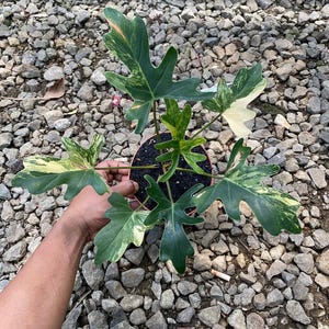 Thaumatophyllum Java Beauty Variegata - Plante vivante - Thaumatophyllum panaché rare - Aracée tropicale exotique - Plante d'intérieur de collection