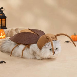 May include: A white long-haired cat wearing a brown insect costume. The costume features a headpiece with two long antennae and a back piece designed to resemble wings, complete with attached brown legs extending from the sides of the body.