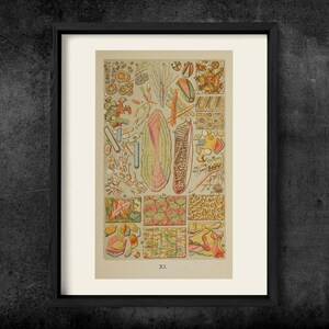 May include: A framed vintage scientific print featuring a collection of detailed biological illustrations labeled with the Roman numeral XI. The artwork displays various microscopic structures, organic patterns, and botanical elements in muted earth tones.