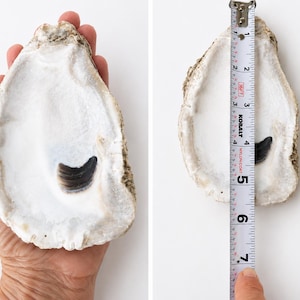May include: A large, natural oyster shell with a smooth, iridescent white interior and a dark, crescent-shaped muscle scar. A measuring tape placed vertically against the shell indicates a total length of approximately 7 inches from top to bottom.