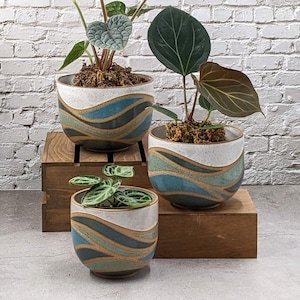 May include: Three potted plants with green leaves in white ceramic pots with blue and gold wavy patterns. The pots are on a wooden crate.