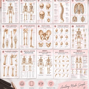 May include: A collection of twelve educational posters and three bonus sheets detailing the human skeletal system. Each poster features anatomical illustrations of bones, joints, and the vertebral column with text labels on a light pink background.
