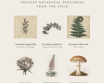 May include: A botanical print titled Herbarium Specimen Study featuring six pressed plant illustrations: English Lavender, Tasmanian Blue Gum, Male Fern, Dog Rose, Common Foxglove, and Fly Agaric, each labeled with scientific and common names.