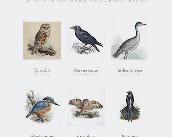 May include: A print titled Moody Bird Illustration Gallery: A Study of Dark Academia Birds. It features six bird illustrations with scientific names and common names: Barn Owl, Common Raven, Grey Heron, Common Kingfisher, Tawny Owl, and Eurasian Magpie.