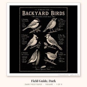 Dark backyard birds field guide print on black: chickadee, robin, cardinal, blue jay, nuthatch and wren drawn in fine cream line art with short notes, for a moody den or office.