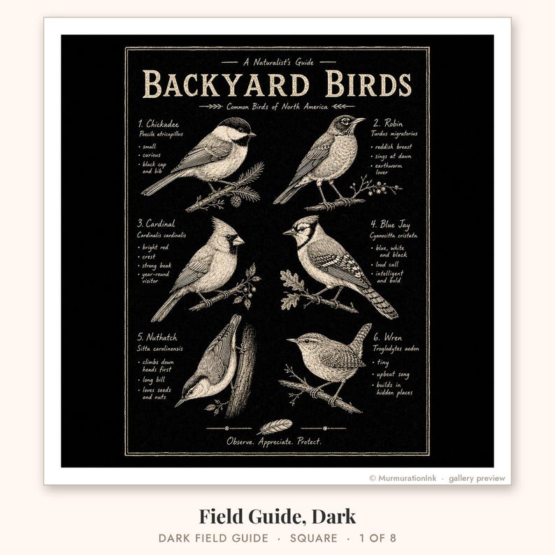 Dark backyard birds field guide print on black: chickadee, robin, cardinal, blue jay, nuthatch and wren drawn in fine cream line art with short notes, for a moody den or office.