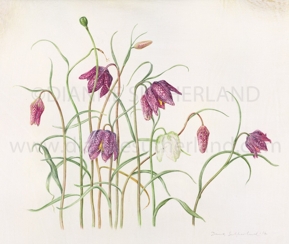 Fritillaria Meleagris Limited Edition Giclee Print | Etsy